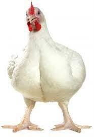 Love chicken(Broilers)
